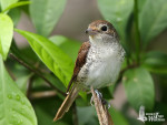 Тигровый сорокопут - Lanius tigrinus фотография-29