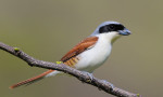 Тигровый сорокопут - Lanius tigrinus фотография-3