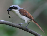 Тигровый сорокопут - Lanius tigrinus фотография-6