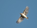 Лесной жаворонок - Lullula arborea photo gallery-4