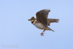 Двупятнистый жаворонок - Melanocorypha bimaculata photo gallery-6