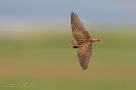 Двупятнистый жаворонок - Melanocorypha bimaculata photo gallery-7