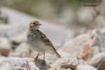 Двупятнистый жаворонок - Melanocorypha bimaculata photo gallery-8
