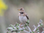 Двупятнистый жаворонок - Melanocorypha bimaculata photo gallery-9
