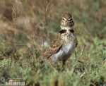 Степной жаворонок - Melanocorypha calandra photo gallery-4