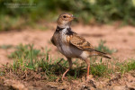 Степной жаворонок - Melanocorypha calandra photo gallery-5