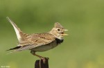Степной жаворонок - Melanocorypha calandra photo gallery-6