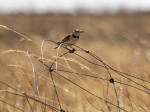Монгольский жаворонок - Melanocorypha mongolica photo gallery-1