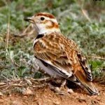 Монгольский жаворонок - Melanocorypha mongolica photo gallery-2