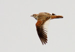 Монгольский жаворонок - Melanocorypha mongolica photo gallery-3