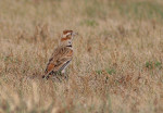 Монгольский жаворонок - Melanocorypha mongolica photo gallery-5