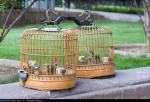 Монгольский жаворонок - Melanocorypha mongolica photo gallery-6