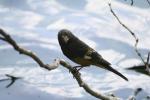 Mycerobas carnipes photo gallery-1