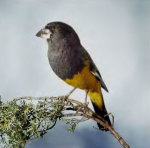 Mycerobas carnipes photo gallery-2