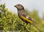 Mycerobas carnipes photo gallery-3