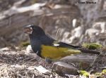 Mycerobas carnipes photo gallery-4