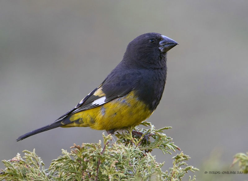 Арчовый дубонос – Mycerobas carnipes (Hodgson, 1836)