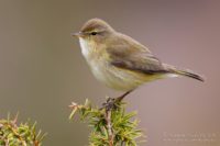 Пеночка-теньковка — Phylloscopus collybita (Vieillot, 1817)
