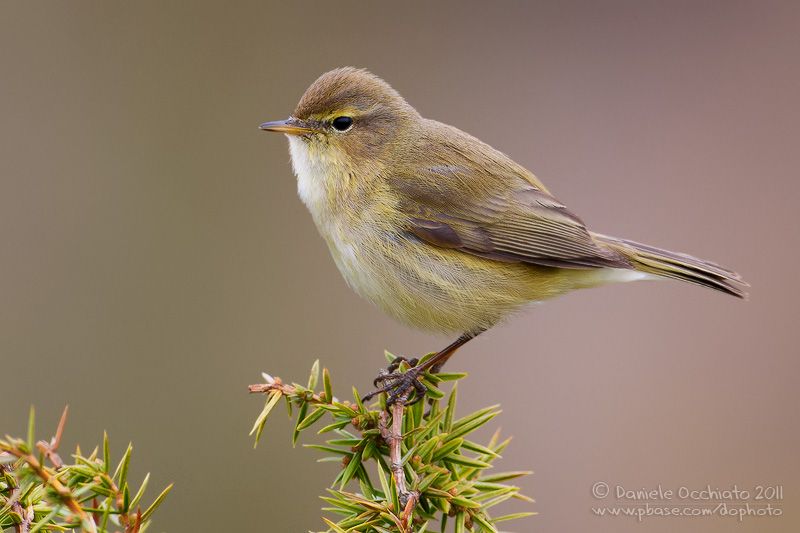 Пеночка-теньковка — Phylloscopus collybita (Vieillot, 1817)