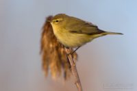 Phylloscopus collybita