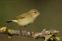 Пеночка-теньковка - Phylloscopus collybita (Vieillot, 1817)