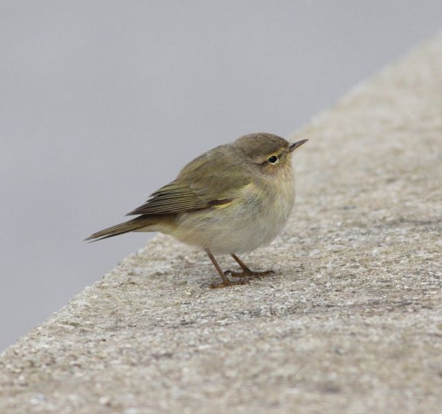 Phylloscopus collybita