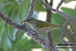 Светлоголовая пеночка - Phylloscopus coronatus photo gallery-1