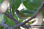 Светлоголовая пеночка - Phylloscopus coronatus (Temminck & Schlegel, 1847)