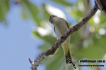 Светлоголовая пеночка - Phylloscopus coronatus photo gallery-3