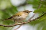 Светлоголовая пеночка - Phylloscopus coronatus photo gallery-4