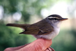 Светлоголовая пеночка - Phylloscopus coronatus photo gallery-5