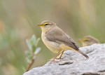 Индийская пеночка - Phylloscopus griseolus photo gallery-1