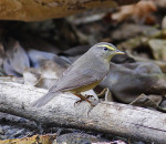 Индийская пеночка - Phylloscopus griseolus photo gallery-3