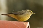 Индийская пеночка - Phylloscopus griseolus photo gallery-5