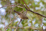 Phylloscopus neglectus photo gallery-1