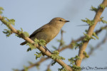 Иранская пеночка - Phylloscopus neglectus (Hume, 1870)