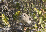 Phylloscopus neglectus photo gallery-3