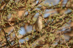 Phylloscopus neglectus photo gallery-4