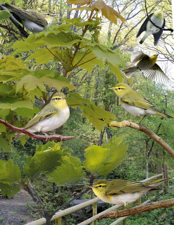 Phylloscopus sibilatrix photo gallery-5
