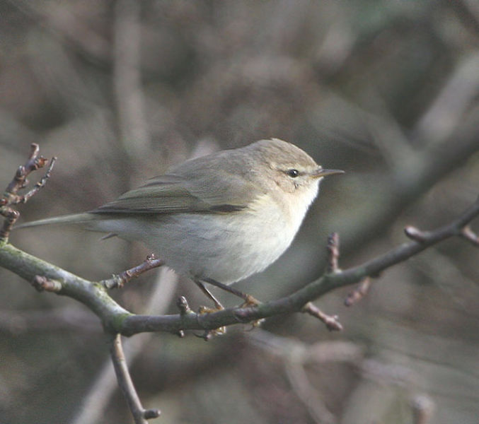Горная теньковка - Phylloscopus sindianus (Brooks, WE, 1880)