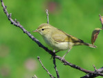 Зеленая пеночка - Phylloscopus trochiloides photo gallery-1