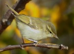 Зеленая пеночка - Phylloscopus trochiloides photo gallery-2