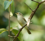 Зеленая пеночка - Phylloscopus trochiloides photo gallery-3