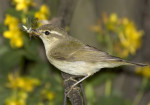 Зелёная пеночка - Phylloscopus trochiloides (Sundevall, 1837)