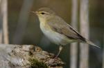 Phylloscopus trochilus