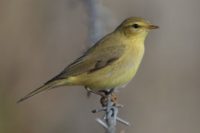 Phylloscopus trochilus