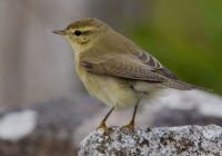 Phylloscopus trochilus