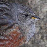 Альпийская завирушка - Prunella collaris фото-10