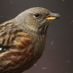 Альпийская завирушка - Prunella collaris фото-11