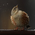 Альпийская завирушка - Prunella collaris фото-12
